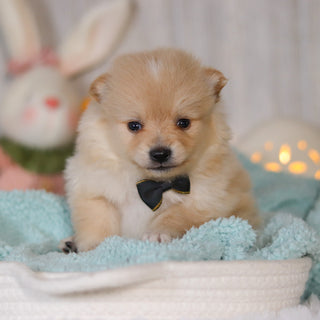 Winston - Available Now