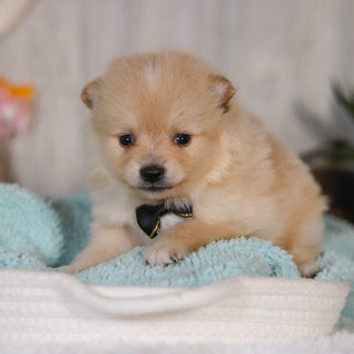 Winston - Available Now