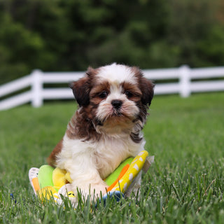 Rufus - Available 9/3