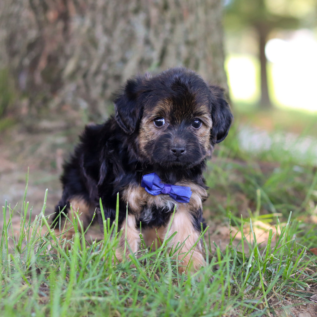 Turbo - Available 9/10