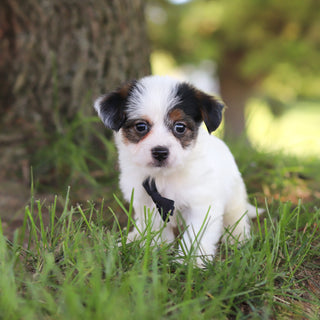 Tuffy - Available 9/10
