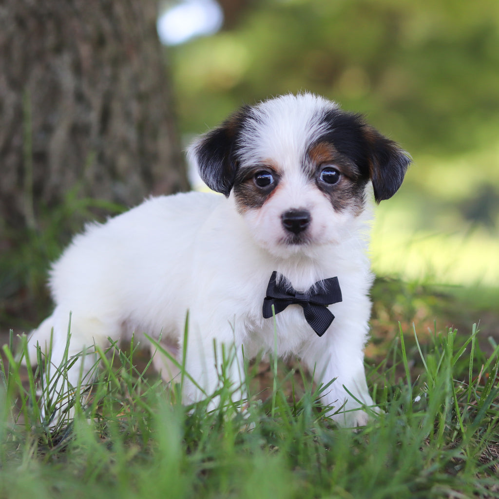 Tuffy - Available 9/10