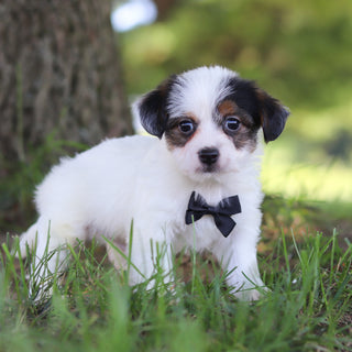Tuffy - Available 9/10