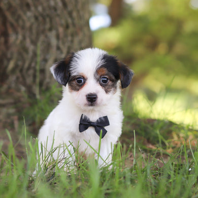 Tuffy - Available 9/10