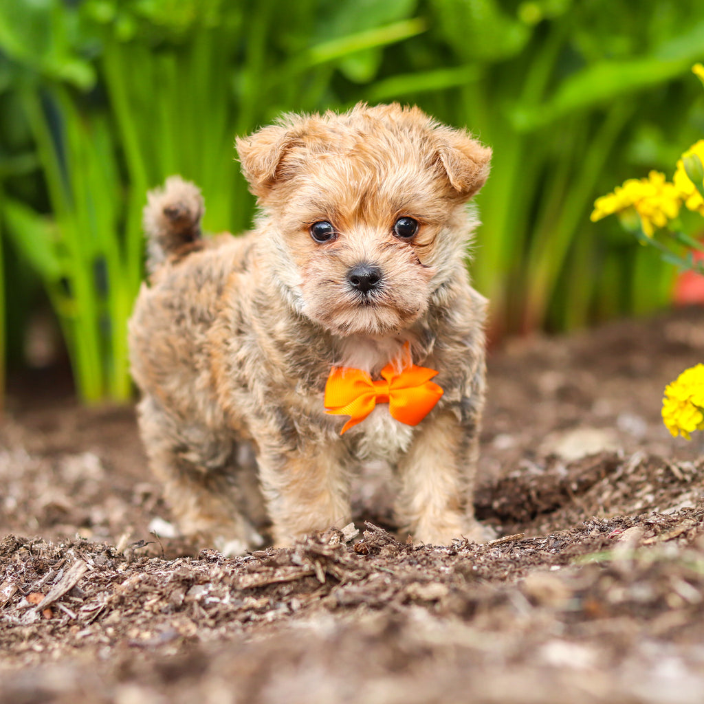 Lincoln - Available 9/17