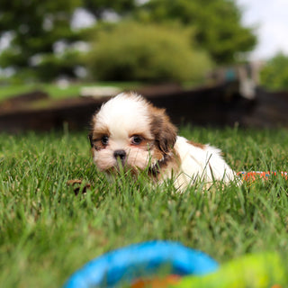 Carlton - Available 9/24