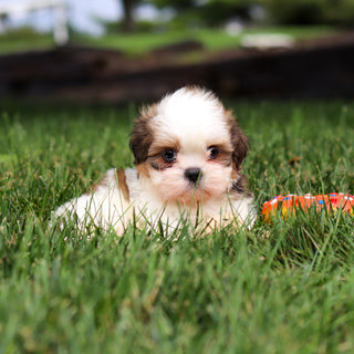 Carlton - Available 9/24