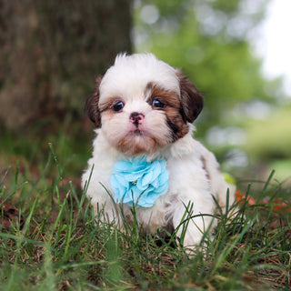 Chester - Available 9/24