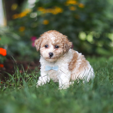 Chaney - Available 8/27