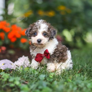 Chief - Available 8/27