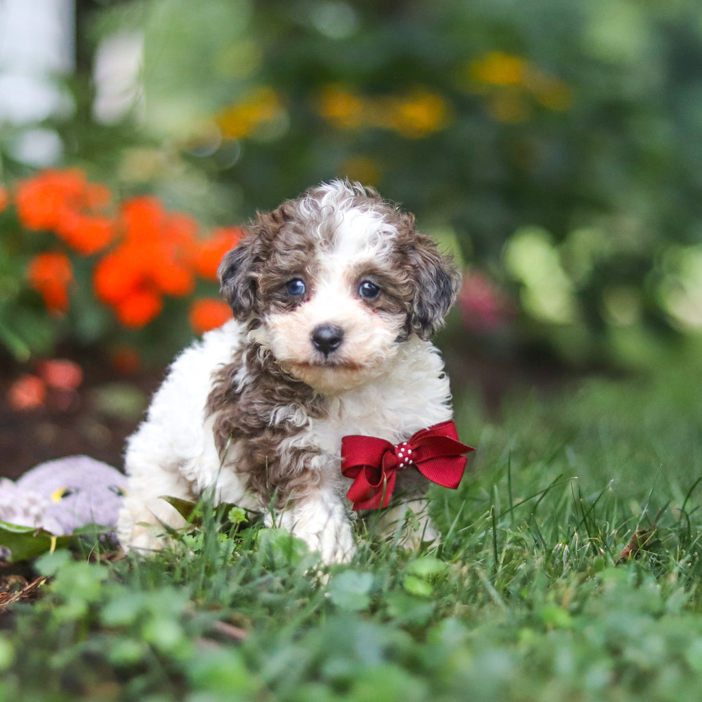 Chief - Available 8/27