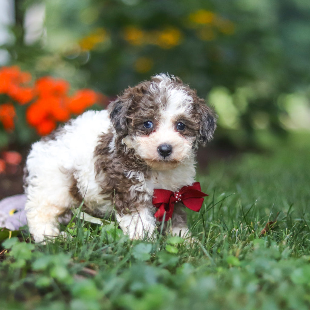 Chief - Available 8/27