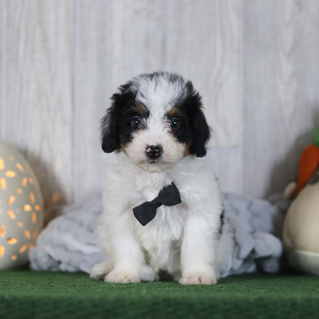 Boogie - Available 4/16