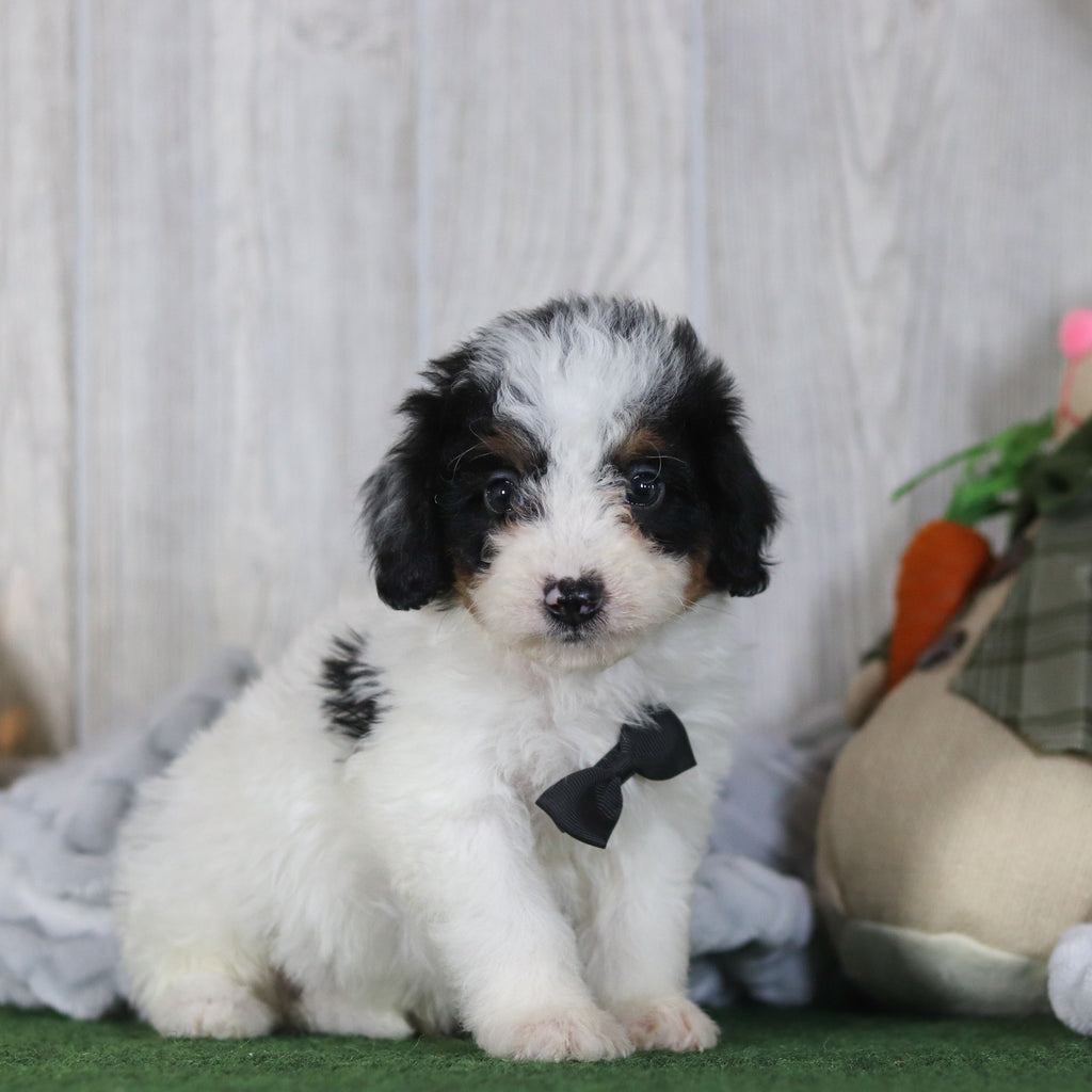 Boogie - Available 4/16