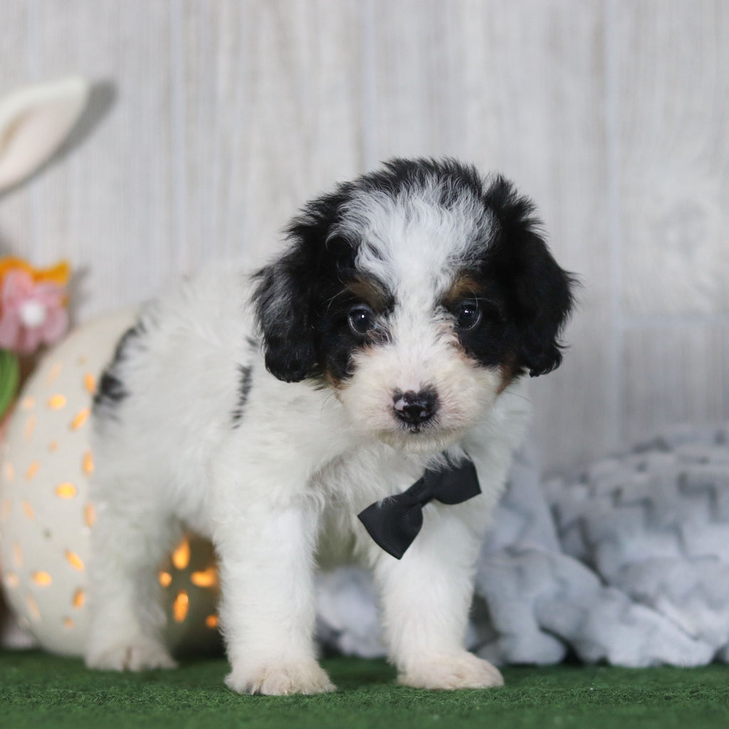 Boogie - Available 4/16