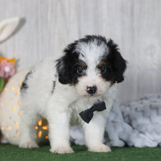 Boogie - Available 4/16