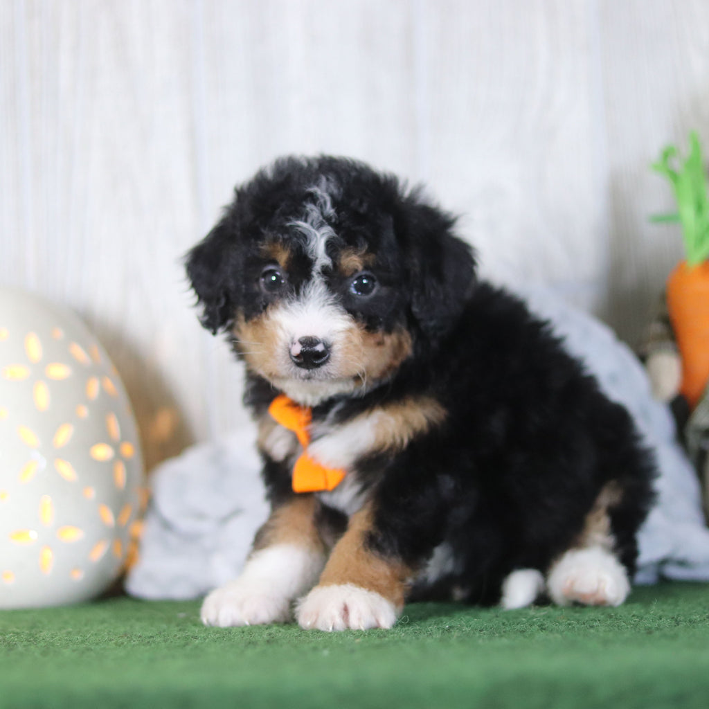 Bronte - Available 4/16