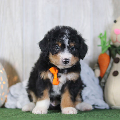 Bronte - Available 4/16