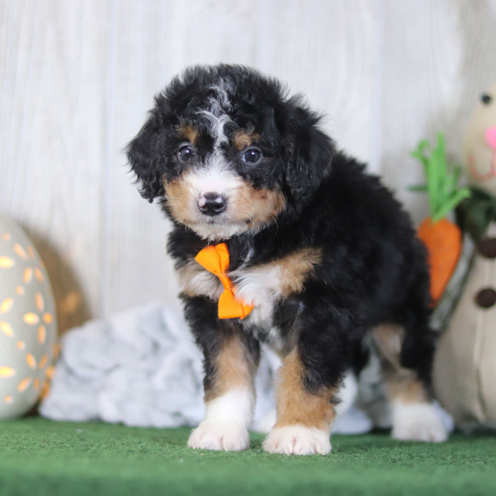 Bronte - Available 4/16