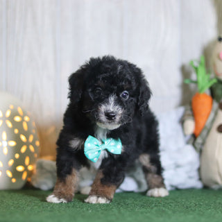 Brooks - Available 4/16