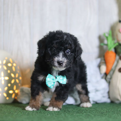 Brooks - Available 4/16