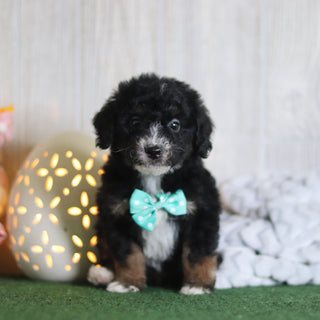 Brooks - Available 4/16