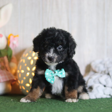 Brooks - Available 4/16