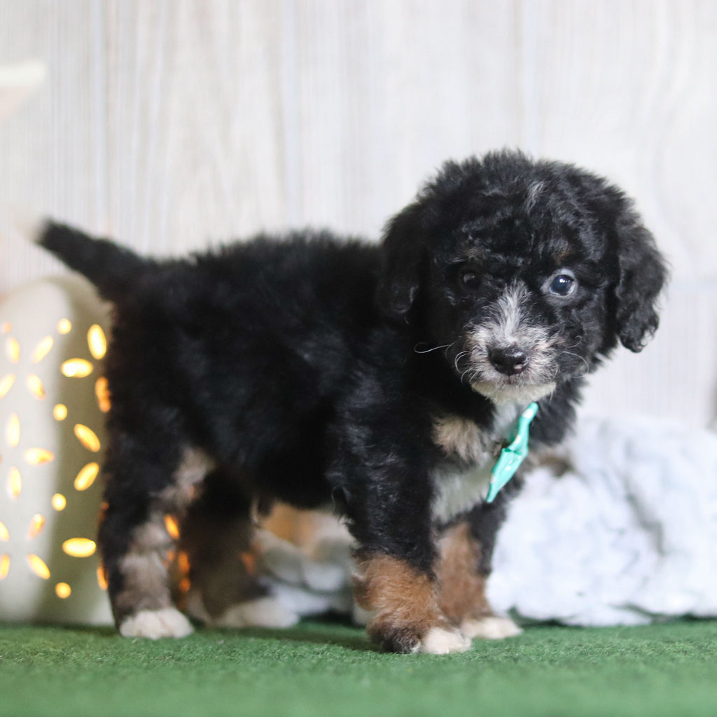 Brooks - Available 4/16