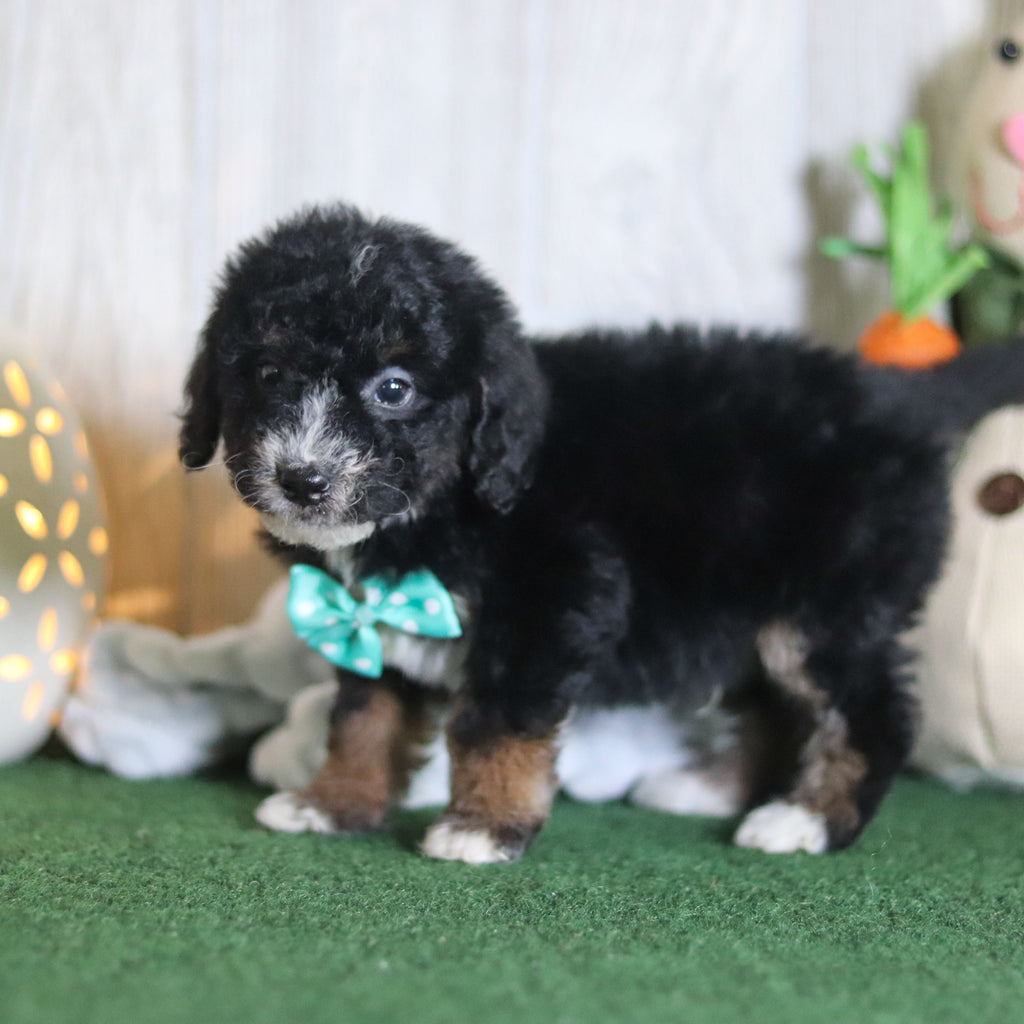 Brooks - Available 4/16