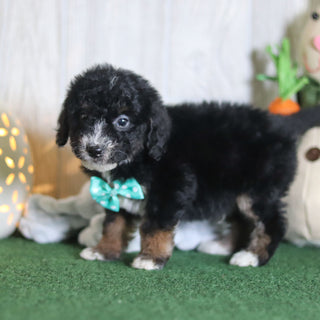 Brooks - Available 4/16