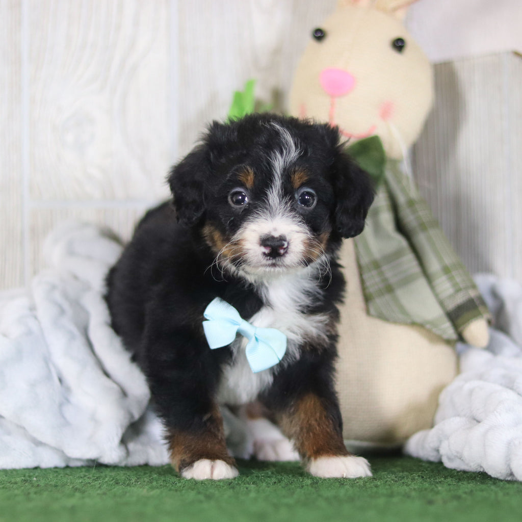 Bean - Available 4/16