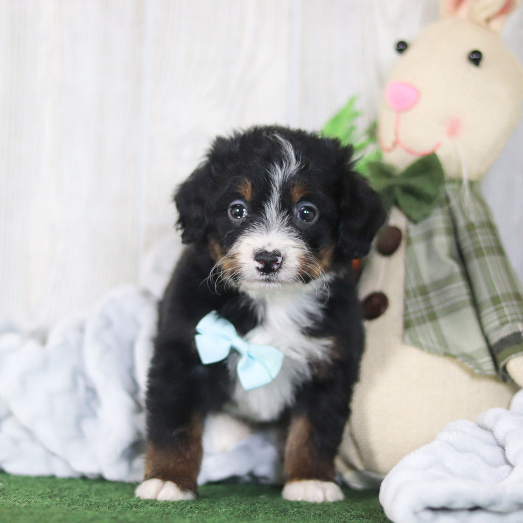 Bean - Available 4/16