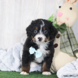 Bean - Available 4/16