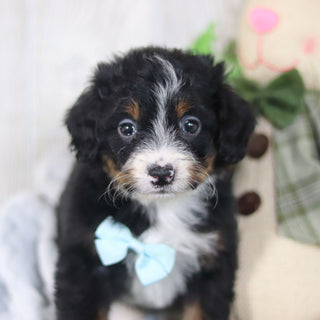 Bean - Available 4/16