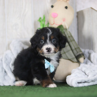 Bean - Available 4/16