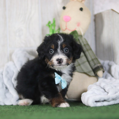 Bean - Available 4/16