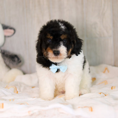 Cooper - Available 5/7