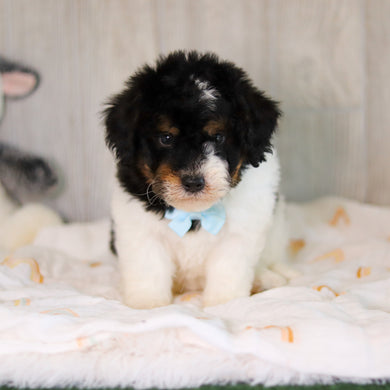 Cooper - Available 5/7