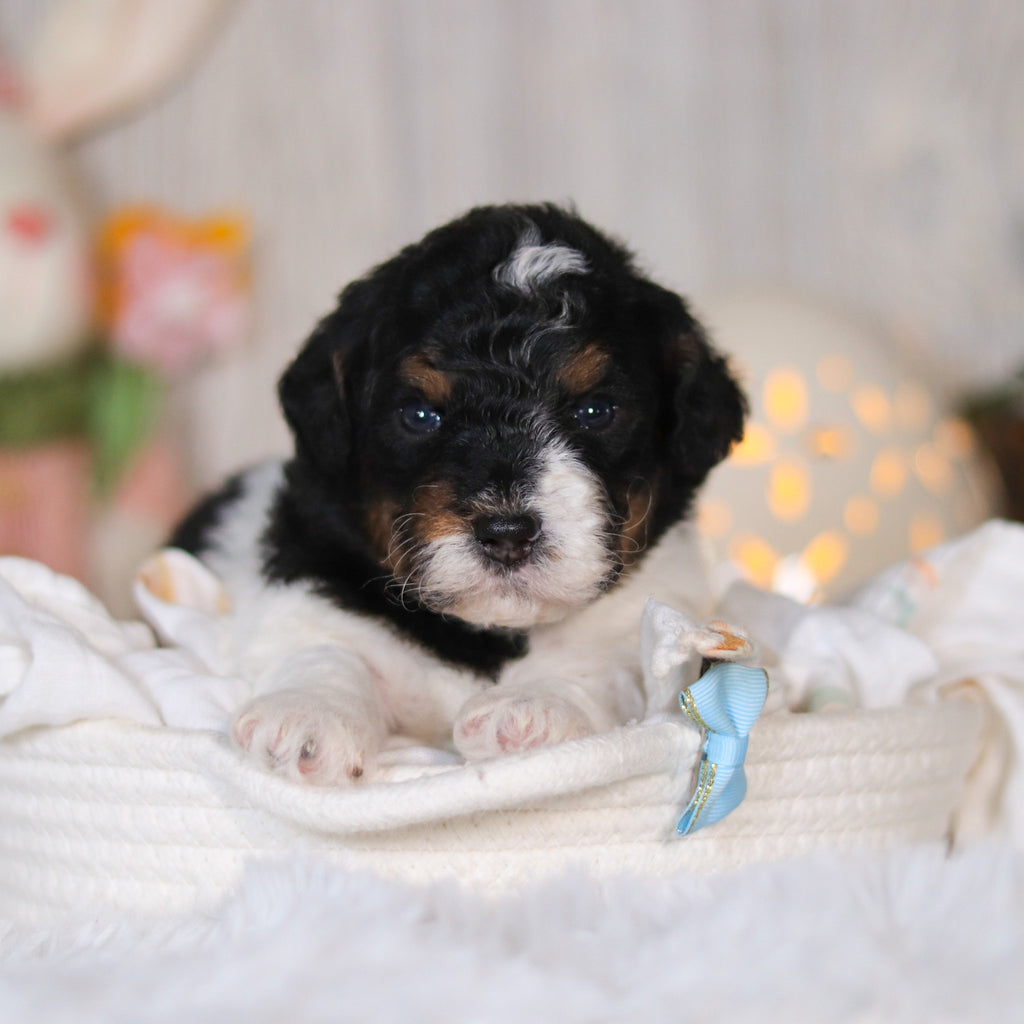 Cooper - Available 5/7