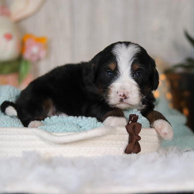 Colton - Available 5/7