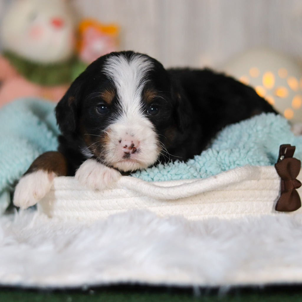 Colton - Available 5/7