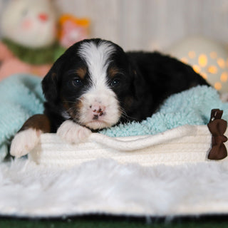 Colton - Available 5/7