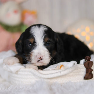 Colton - Available 5/7