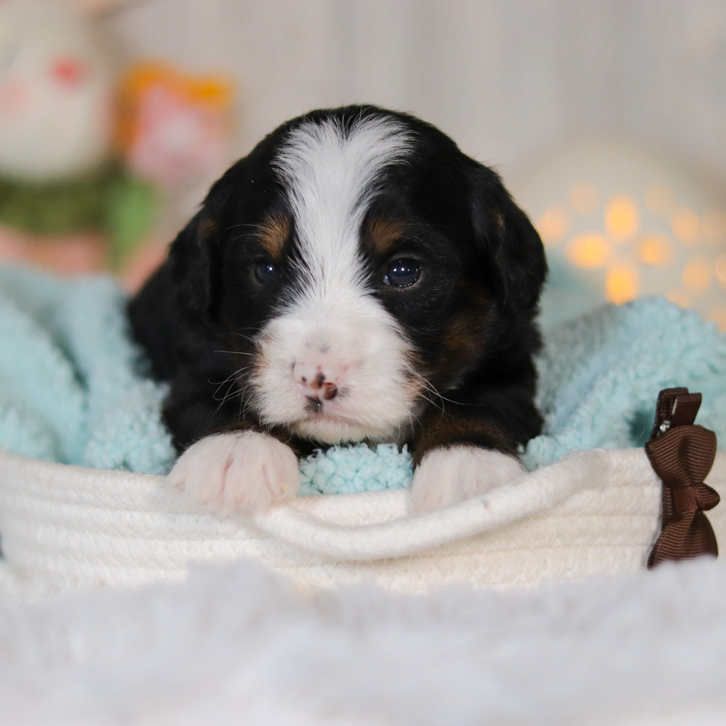 Colton - Available 5/7