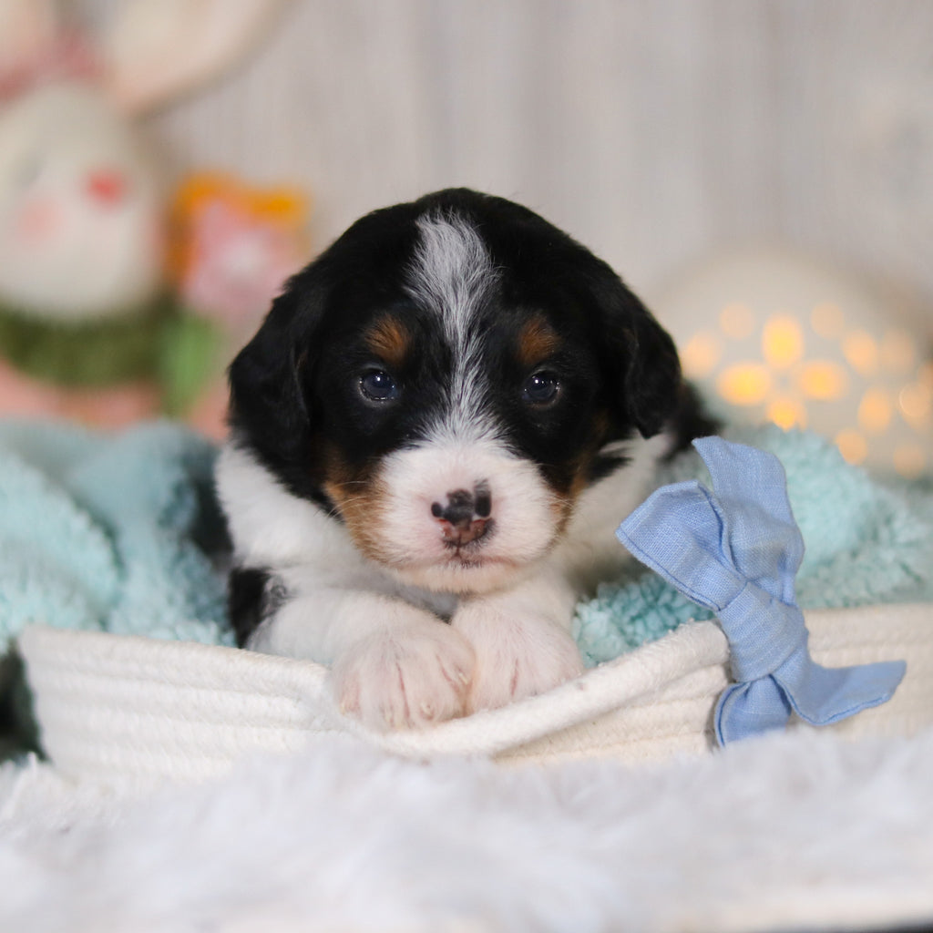 Charlie - Available 5/7