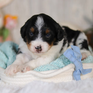 Charlie - Available 5/7