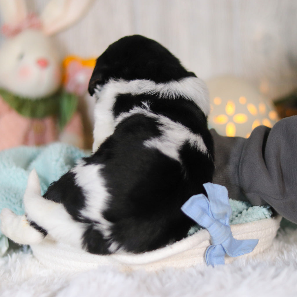 Charlie - Available 5/7