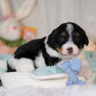 Charlie - Available 5/7