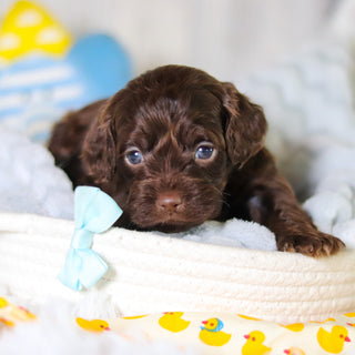 Miles - Available 5/14