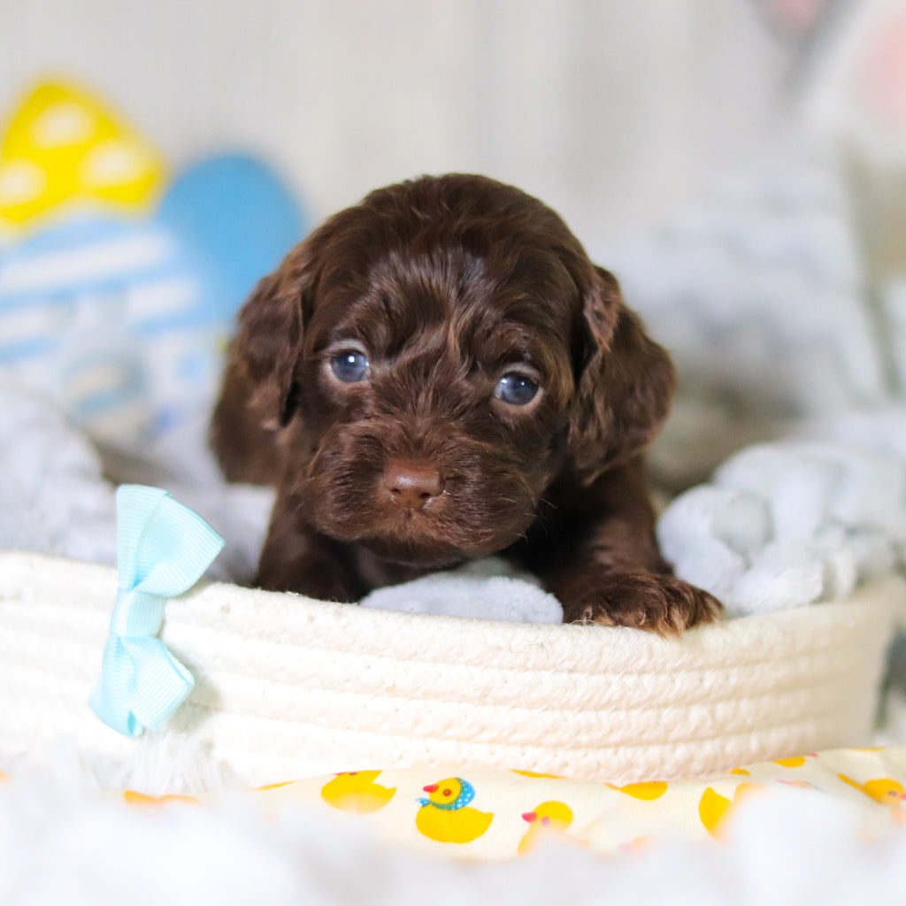 Miles - Available 5/14